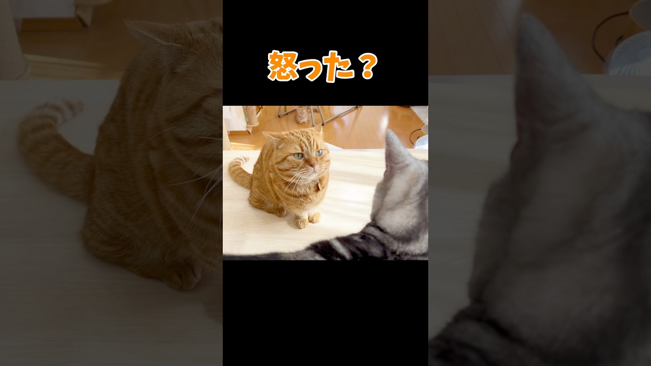 息子に寝っ転がったままちょっかい出すパパ猫 #猫 #マンチカン #shorts