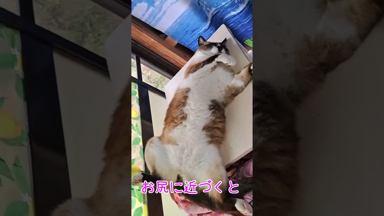 シャム君のお尻に近づくと…#猫