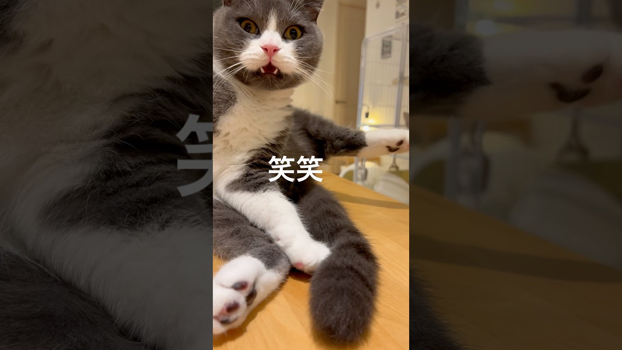 つくね   初めてフレーメン反応が見れた ！  #cats #cat #スコティッシュフォールド  #shorts  #猫動画 #フレーメン反応 #ねこ #ネコ