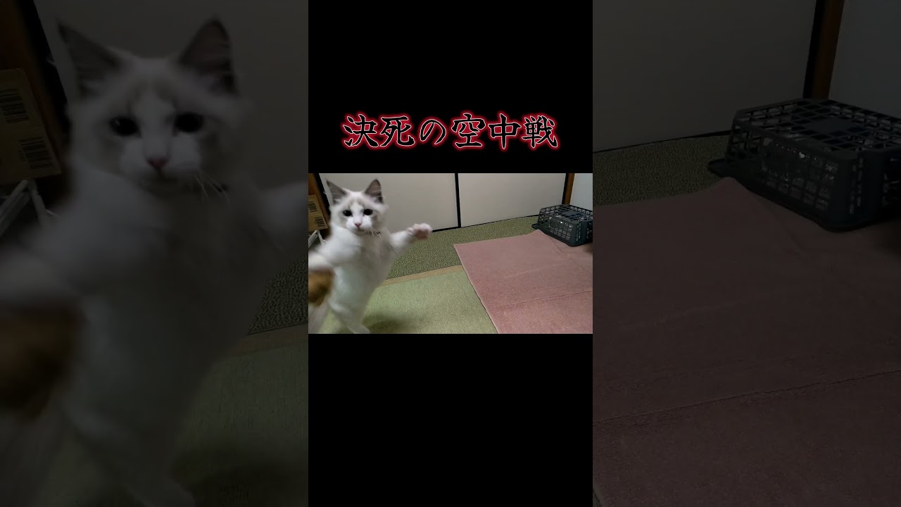 決死の空中戦　#shorts #猫 #ねこ #ラグドール #cat #ragdoll #癒し #ほのぼの #ジャンプ #空中戦