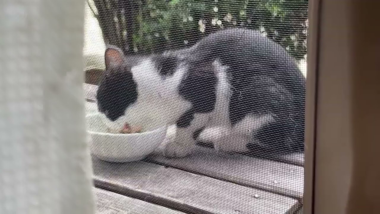 "The Great Outdoors Gourmet"「迷い猫のグルメタイム」💚🧡💜