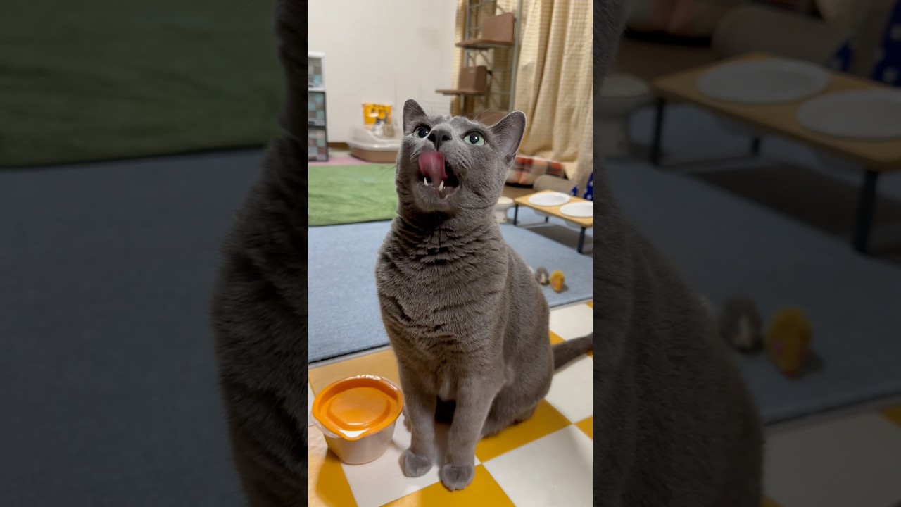 【ロシアンブルー】今朝のめろん〜やっぱりわんちゃん🫢【猫】#shorts