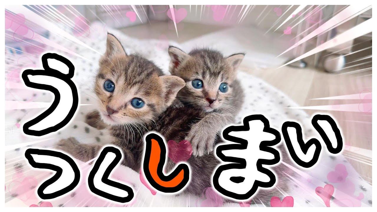 子猫の「てちてち」シッポ「ふるふる～」歩きは哺乳瓶ミルクのかわいさを超える【保護猫生活19日目】