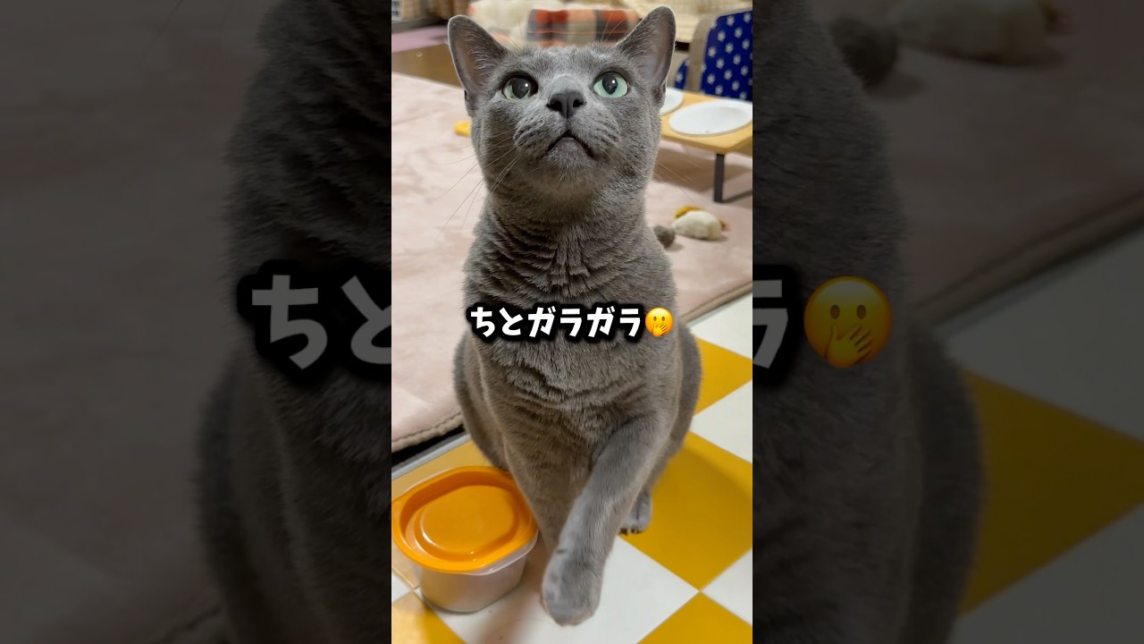 【ロシアンブルー】めろん〜新しい週がスタート🤗今朝もいつも通り元気におねだり🍈😉【猫】#shorts
