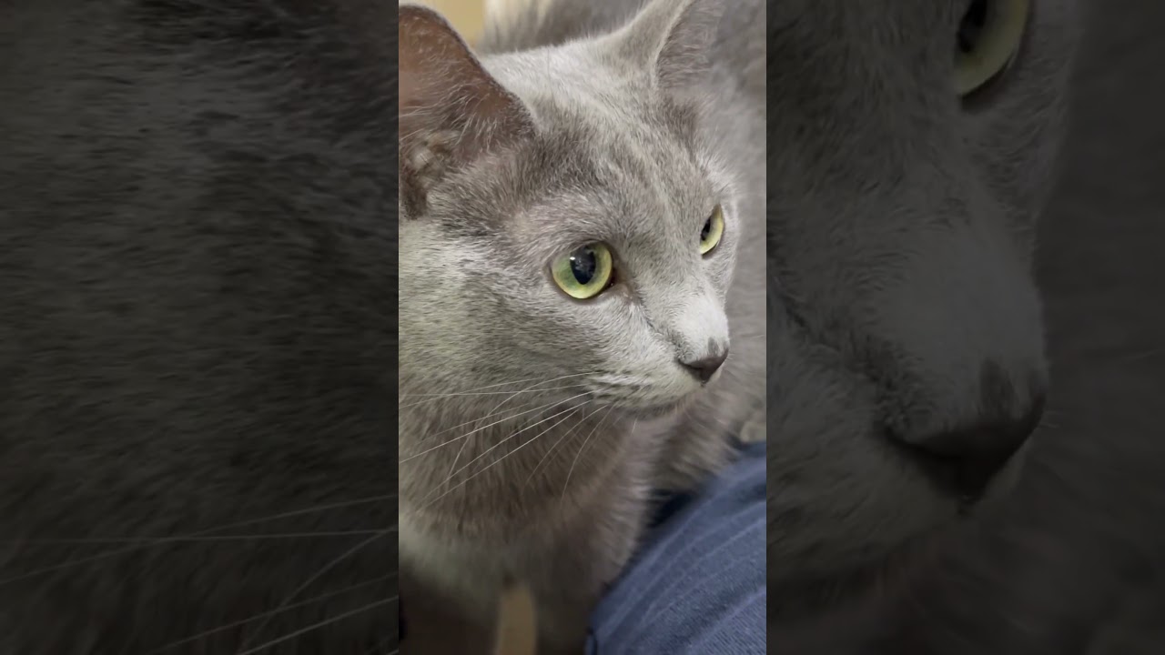 【猫ロシアンブルー】そらちゃん の正体って・・・⁉️#shorts