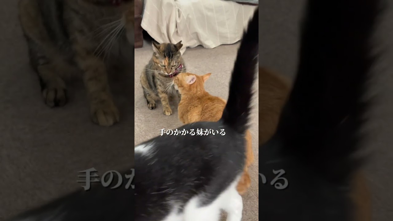 メイさんの特性。#保護猫