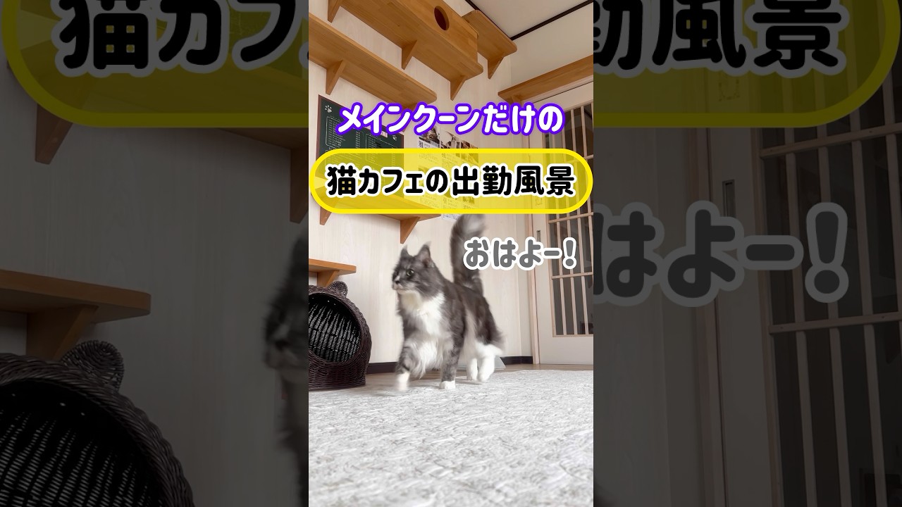 メインクーンだけの【猫カフェの出勤風景】#cat #cooncat #もふもふ
