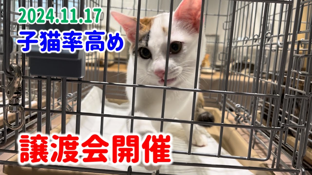 子猫率高め！譲渡会を開催しました