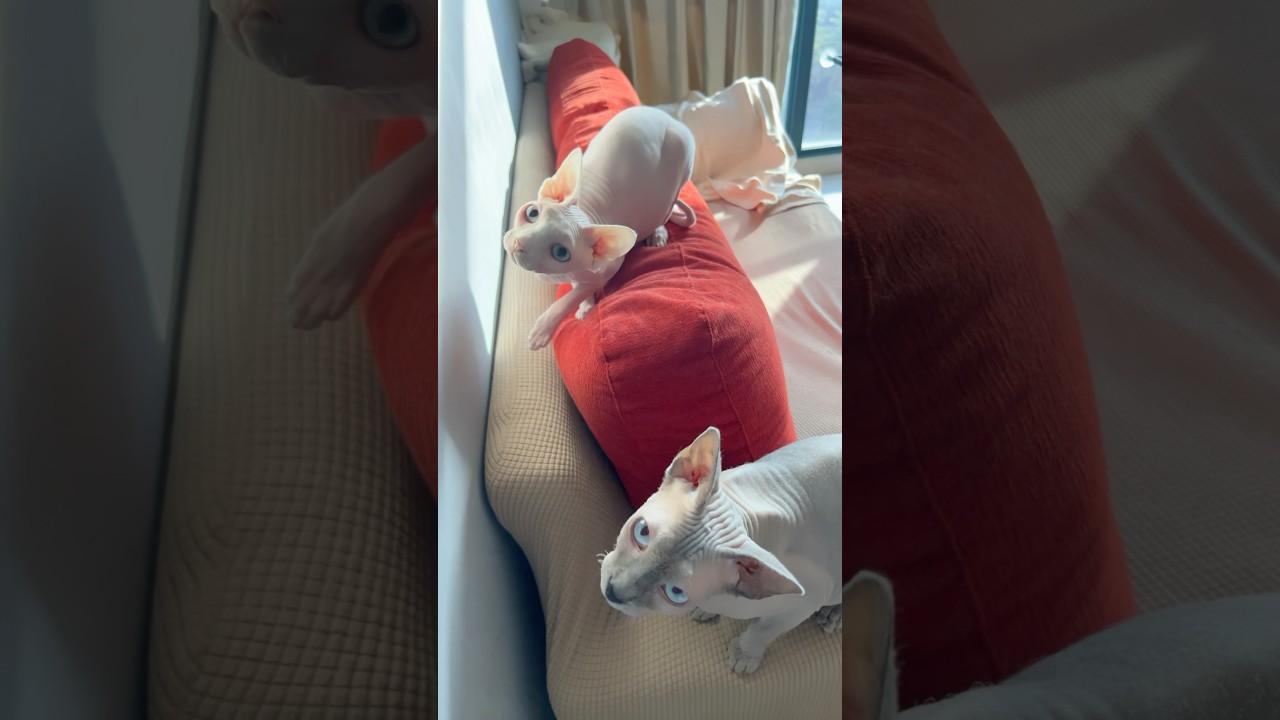 毛のない猫と毛のない猫【スフィンクス猫】