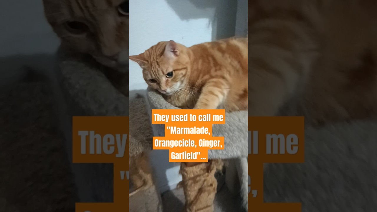 Gid rid of the orange cat...OH CRAP #ohcrapmeme #catmeme #catfails #orangecat #blackcat #funnycats