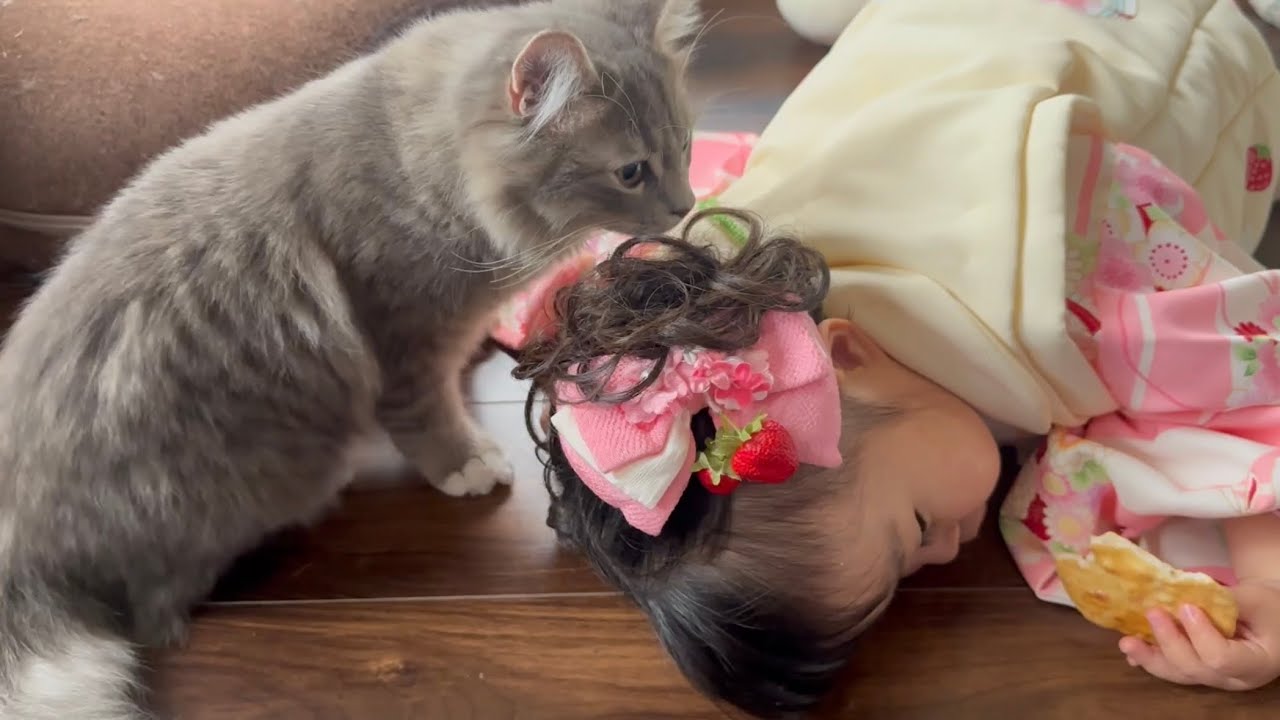 七五三のお祝いで雰囲気の違いに気付く猫　ラガマフィン　サイベリアンA cat notices something different from usual. Ragamuffin.Siberian