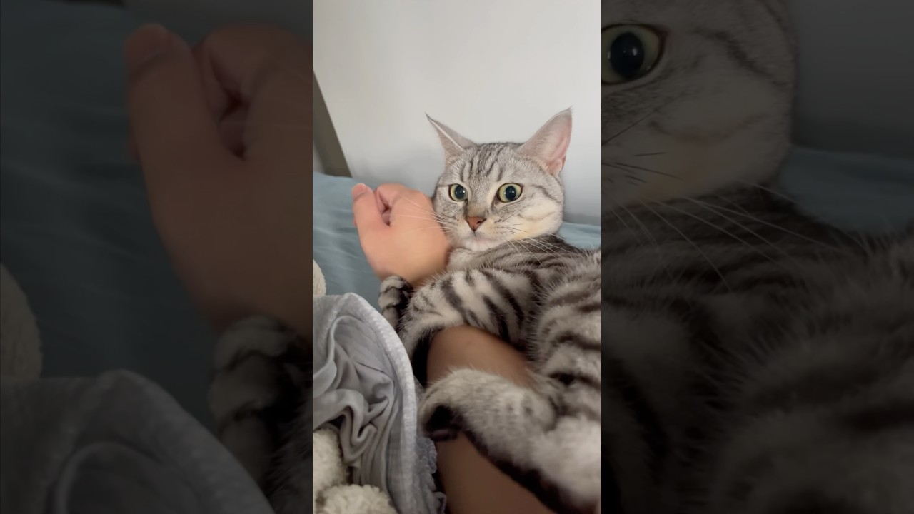 【猫動画】朝起きたら猫に巻きつかれて遅刻確定!! #shorts