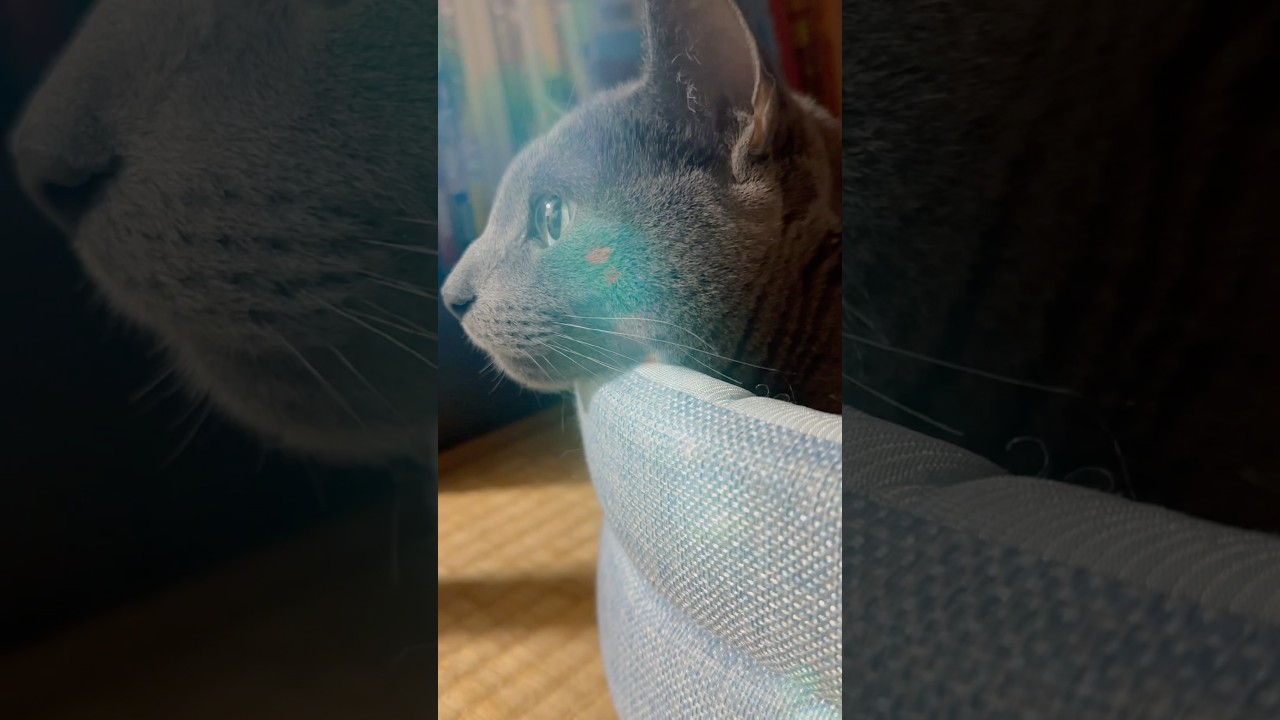 【ロシアンブルー】おねだりしないめろんもたまには...🤭【猫】#shorts