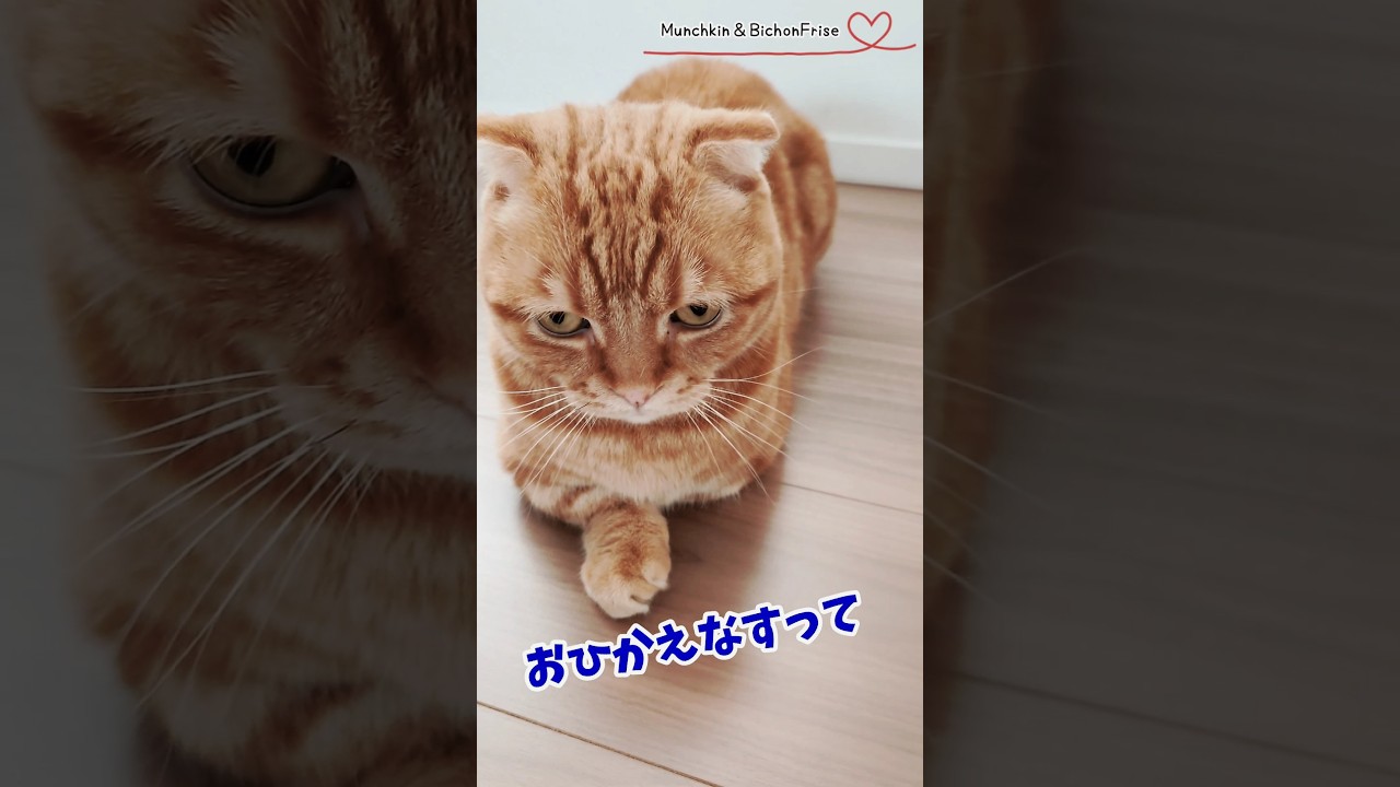 【マンチカン】お控えなすっての短足猫 【犬と猫、両方飼ってると毎日かわいい♥】