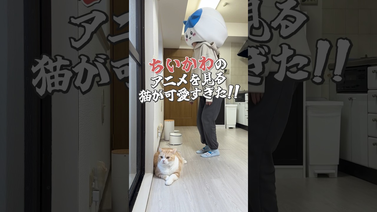 #cat #猫 #ねこ #猫動画 #ブリティッシュショートヘア #可愛い猫