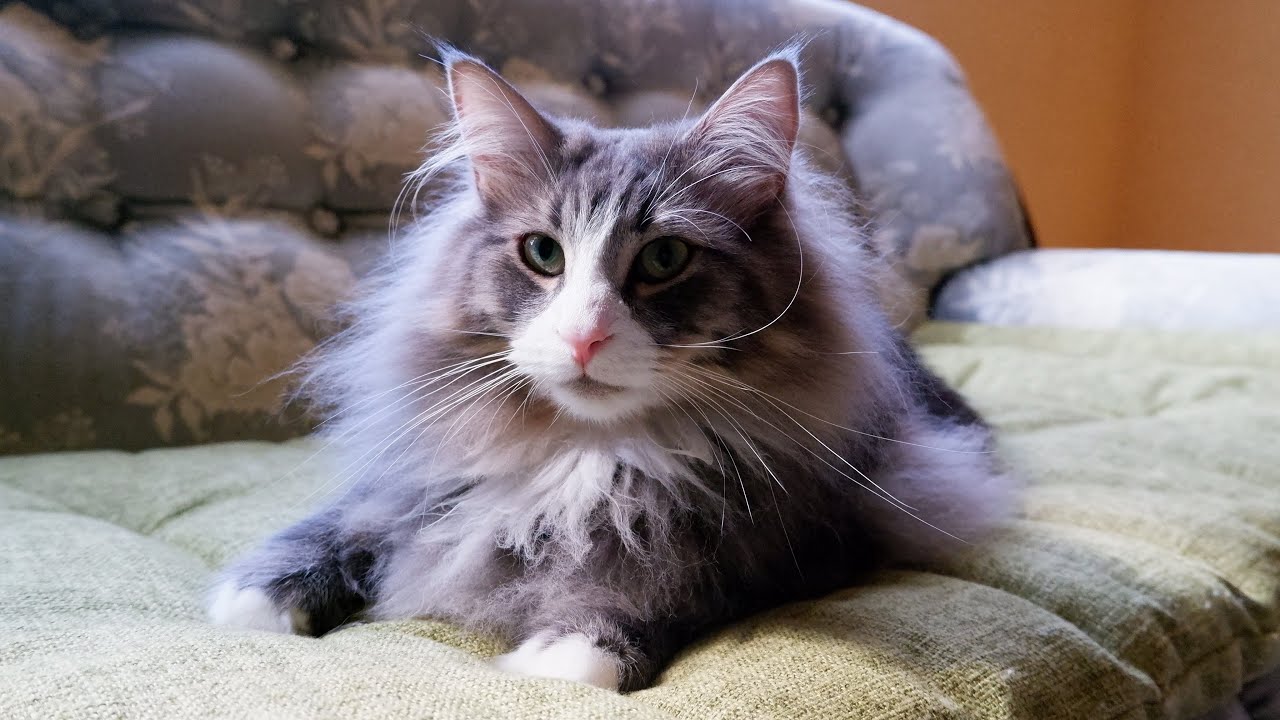 【朝活☀️】ノルウェージャンフォレストキャットの朝のルーティンが可愛すぎた🩷