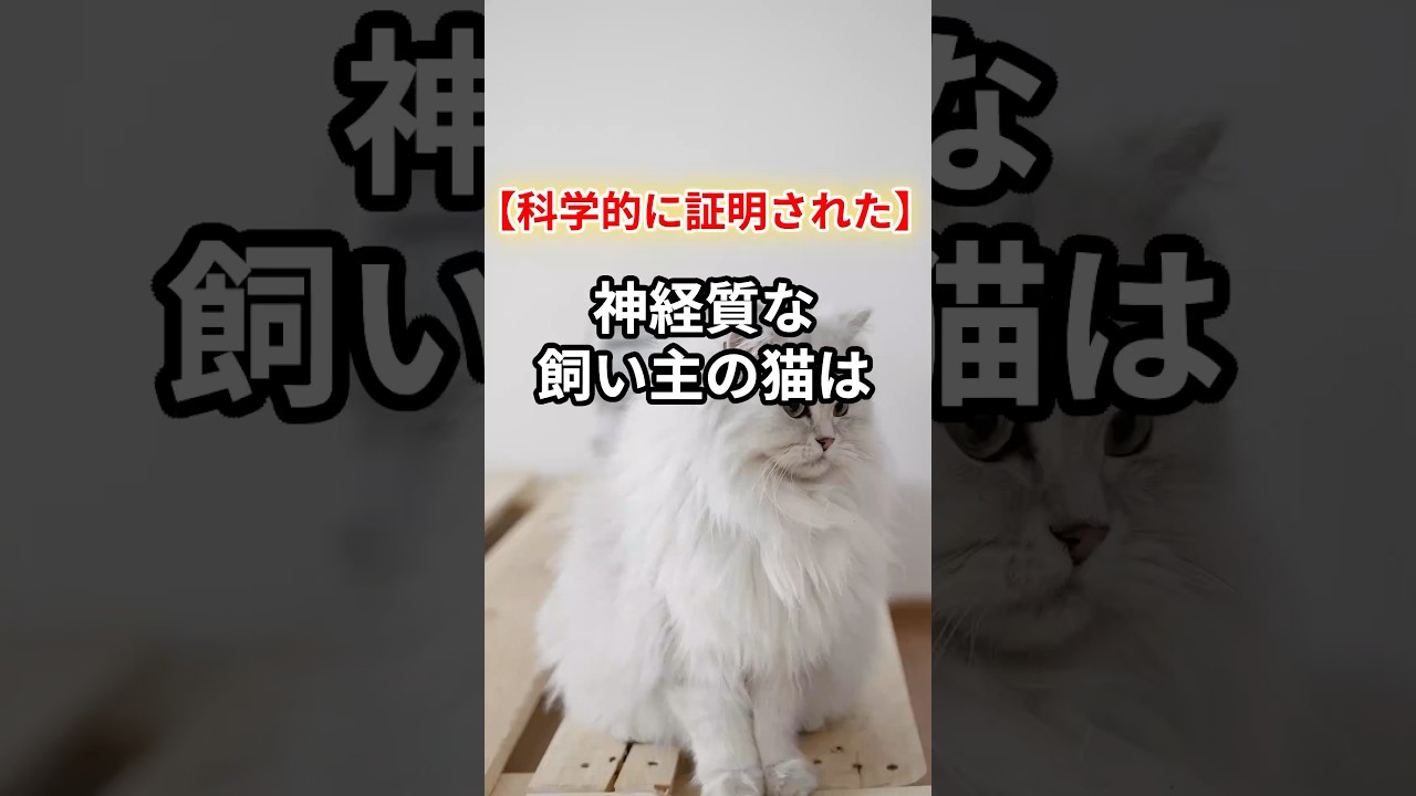 【驚愕】猫の性格は飼い主に似てくる！【科学的に証明済み】#shorts #猫#ねこ#猫動画 #猫のいる暮らし