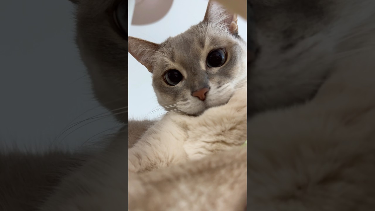 겨울엔 투명해먹 대신 포근해먹으로! #cat #고양이 #캣폴