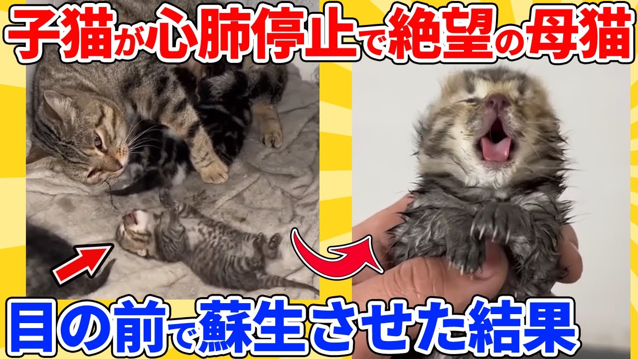 【2ch動物スレ】子猫が心肺停止して諦めてた母猫→子猫を蘇生させて母猫に渡した結果
