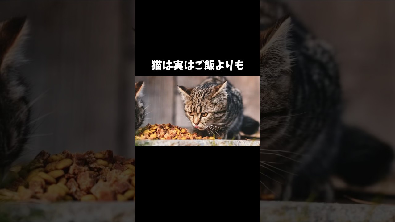 98%の人が絶対に知らない猫に関する雑学・豆知識Part96