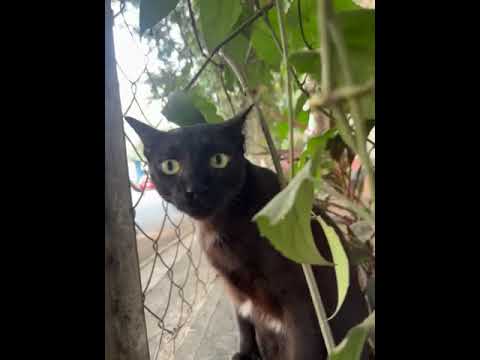 A partly Bombay cat 😺 sees the traffic! #shorts