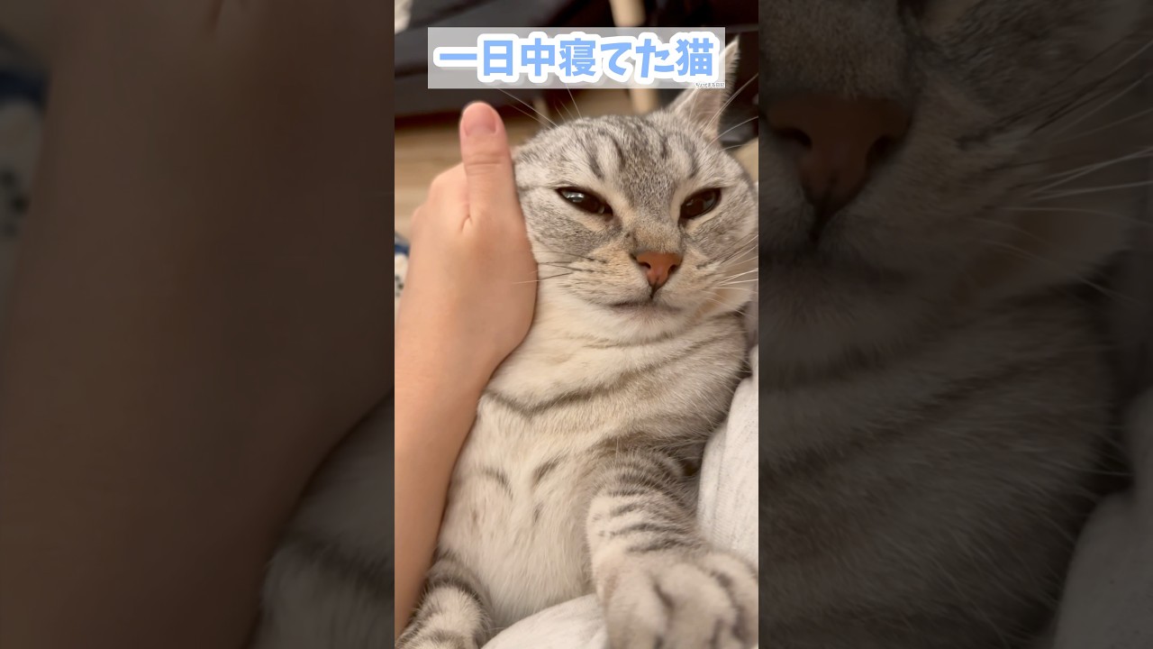 【猫動画】一日中必死に寝てた猫とママ #shorts