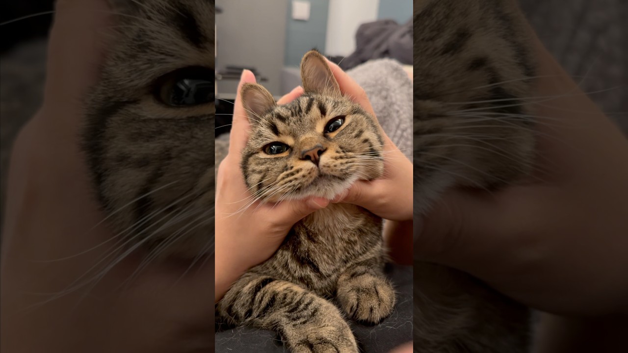 【猫動画】ぷりぷり猫の鳴き声まとめ!! #shorts