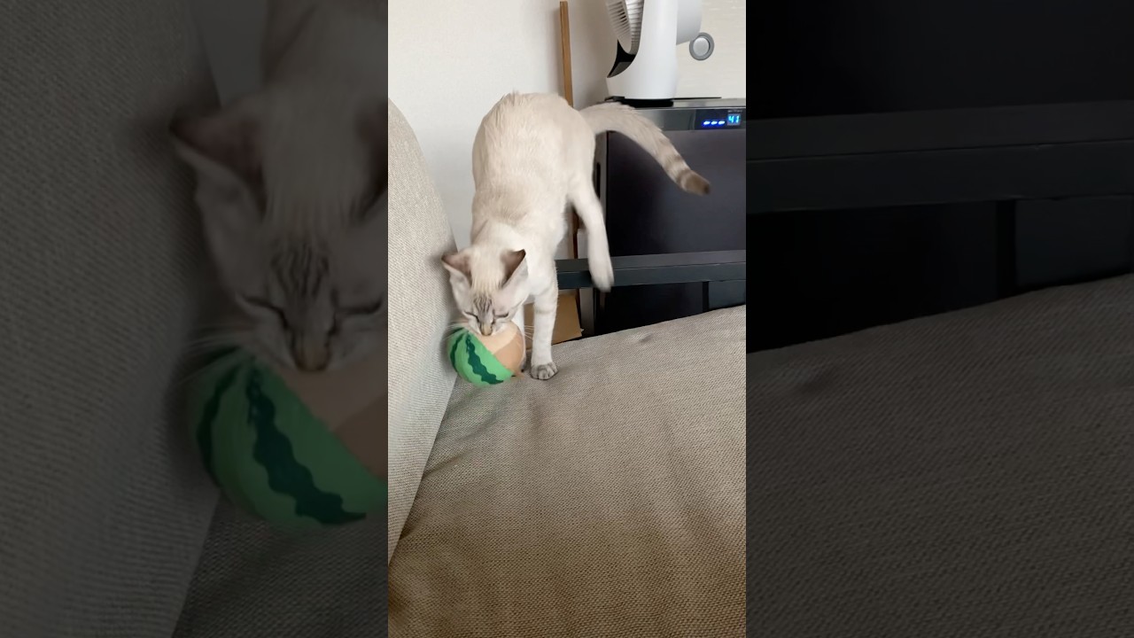 すいかのおもちゃを持ち去る猫　#元保護猫　#シャムトラ　#シャムミックス　#cat #猫耳 #kitten #シャムmix  #子猫 #猫耳