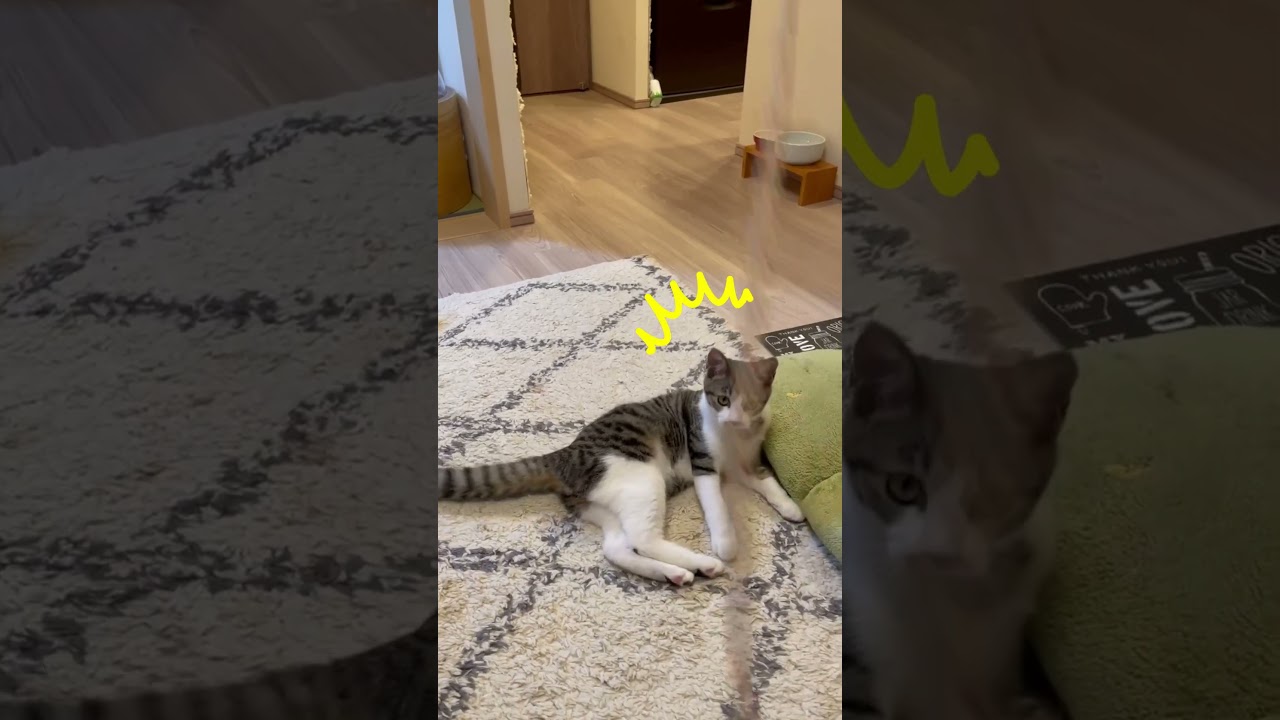 紐で遊ぶのが大好きなうちの子猫 #shorts #猫 #子猫