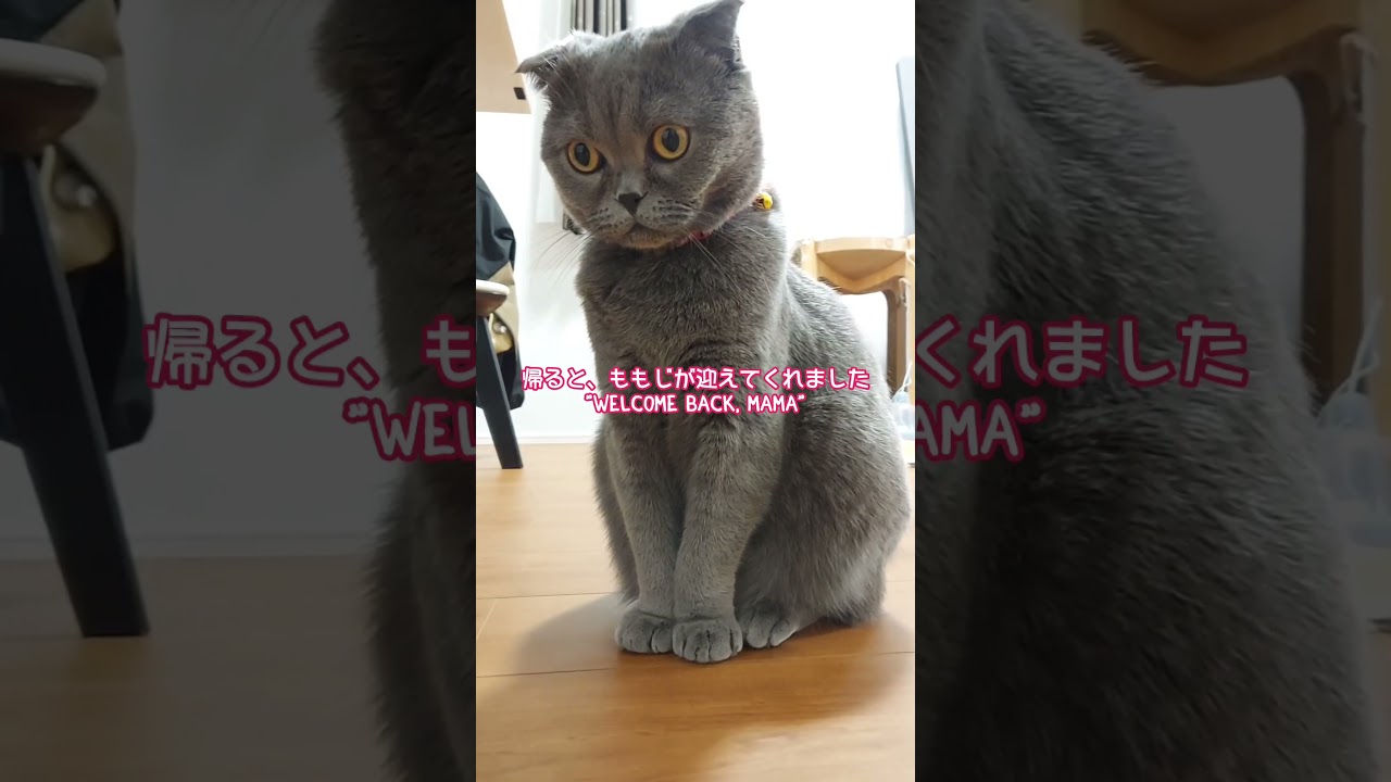 おかえり、ママ welcome home #スコティッシュフォールド #cat #cats #猫 #ねこのいる生活 #ねこ #ネコ #shorts  #short