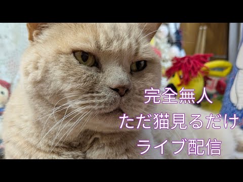 ただ猫を見るだけ配信