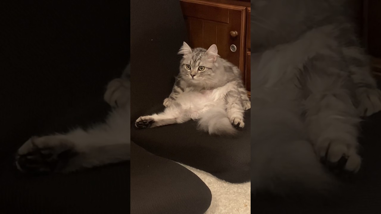 座椅子に座って毛繕い #ラガマフィン #猫 #cat #ペット #子猫 #癒し