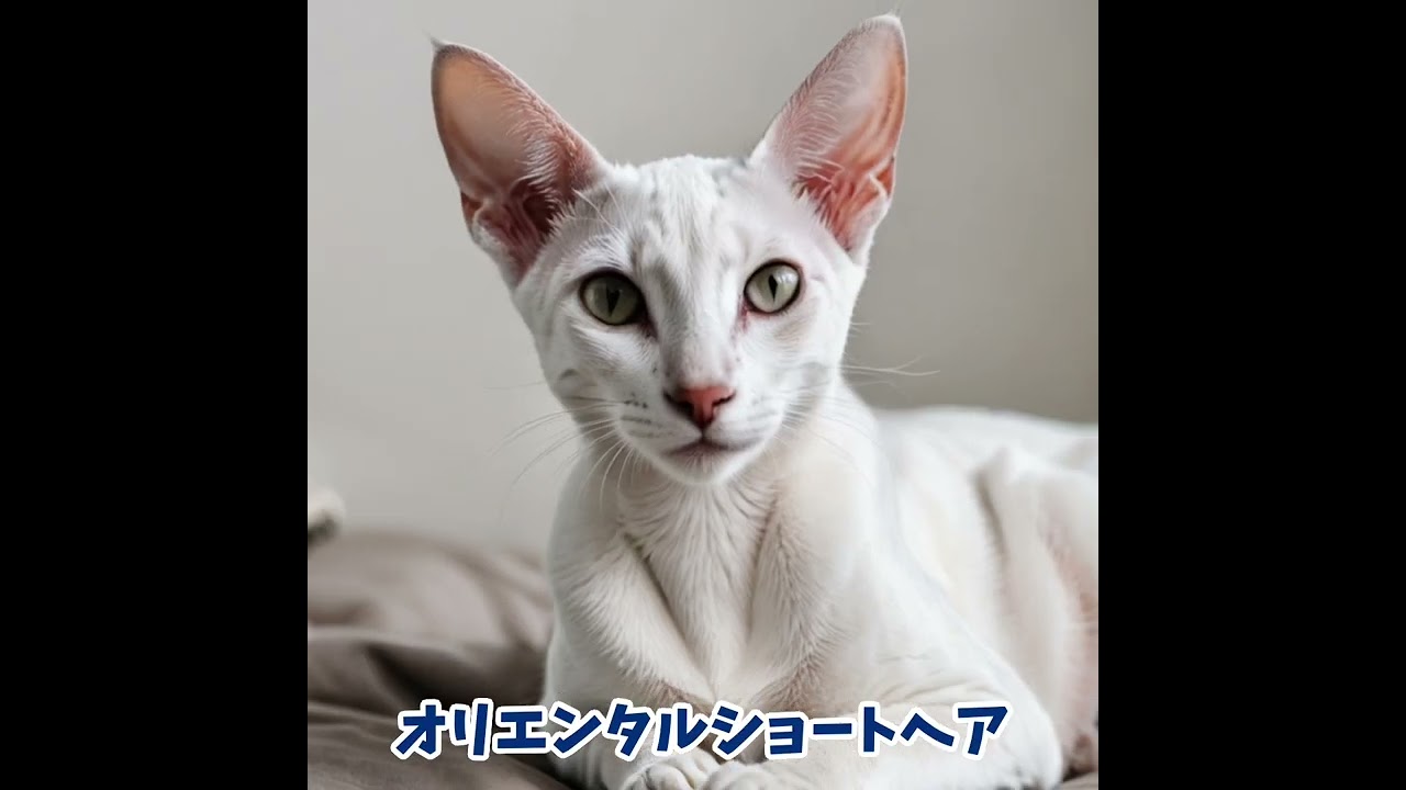 24種の猫たち🐾個性豊かな性格と魅力を紹介！猫図鑑① #猫種紹介 #猫の性格 #猫好き #雑学 #ペット