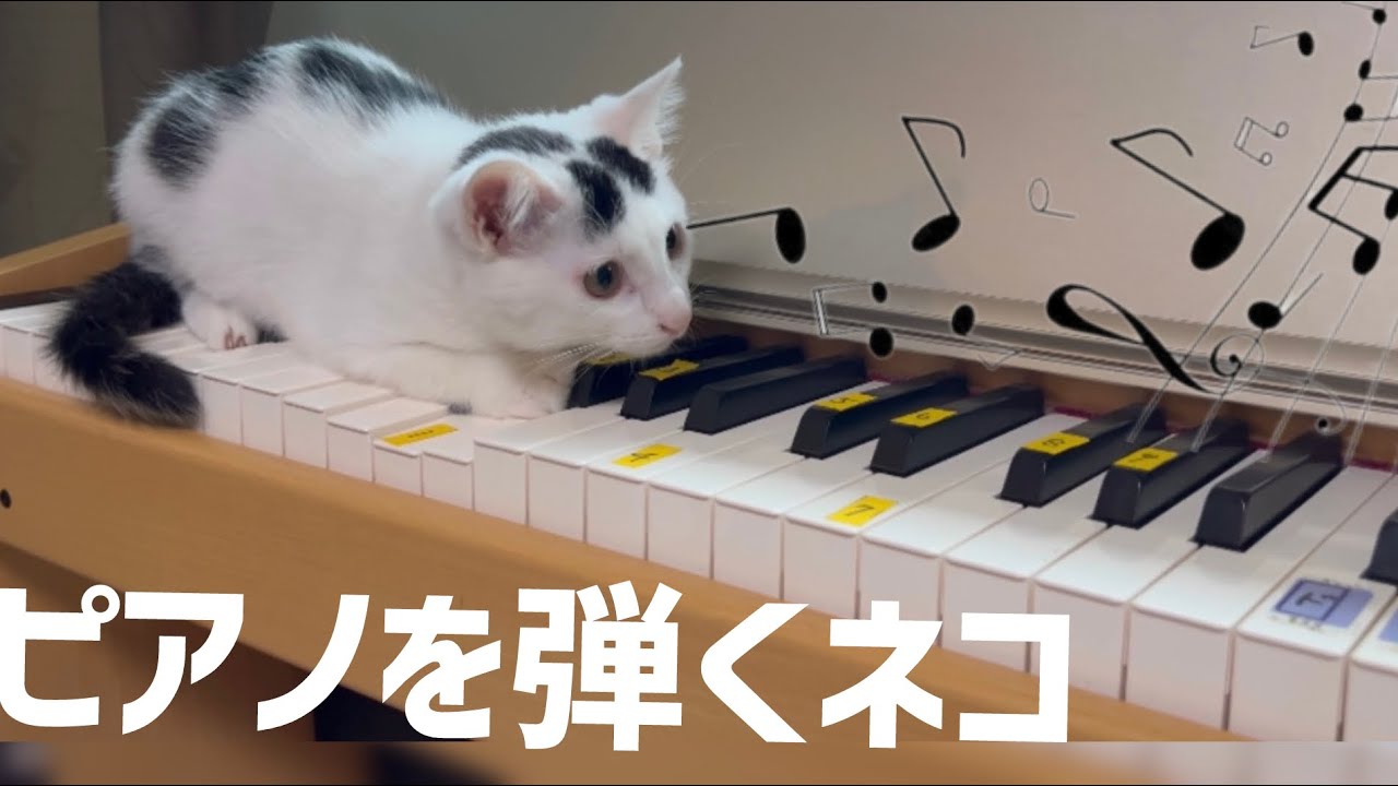 ピアノを華麗に弾くネコ。天才ピアノ猫ミルねーさん爆誕