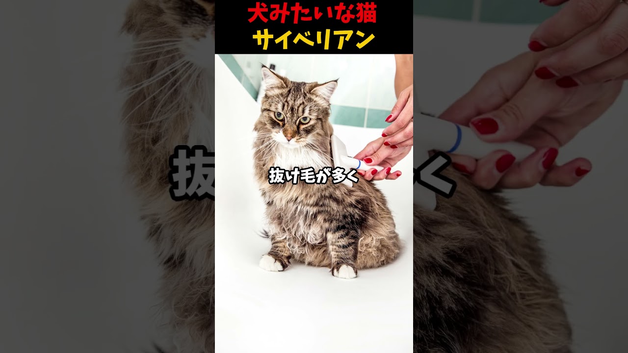 犬みたいな猫サイベリアン #shorts #猫 #動物  #雑学 #1分雑学 #サイベリアン