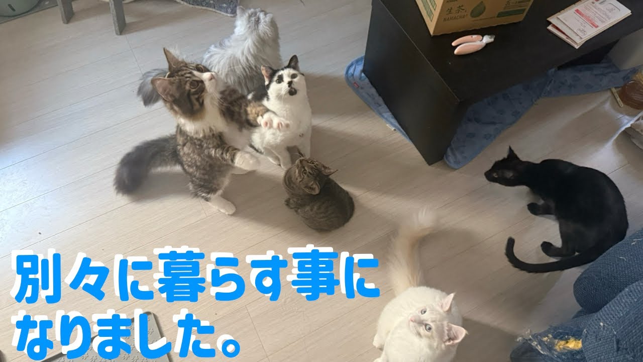 【ご報告】猫達が別々に分かれて暮らす事になりました。