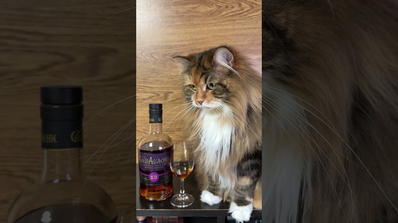サイベリアンとグレンアラヒィ　#cat #猫 #siberiancat #サイベリアン #cute #whisky #ウイスキー #ねこ