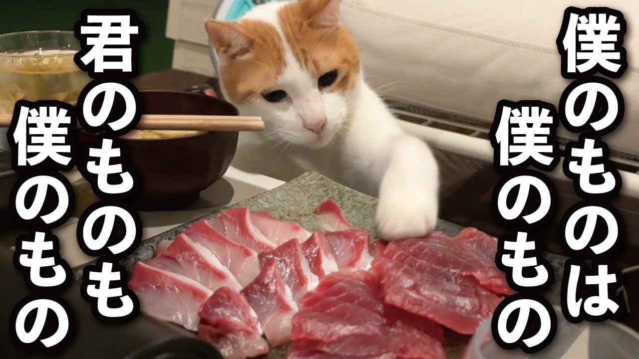 【甘えんぼ猫】『ぼくも一緒に食べるー！』刺身を横取りして夕飯の仲間入りする猫
