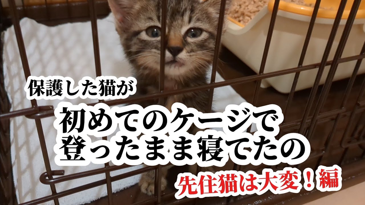 【野良猫保護】子猫を保護したら、2匹の先住猫がそれぞれ信じられないくらい対応の違いでした！