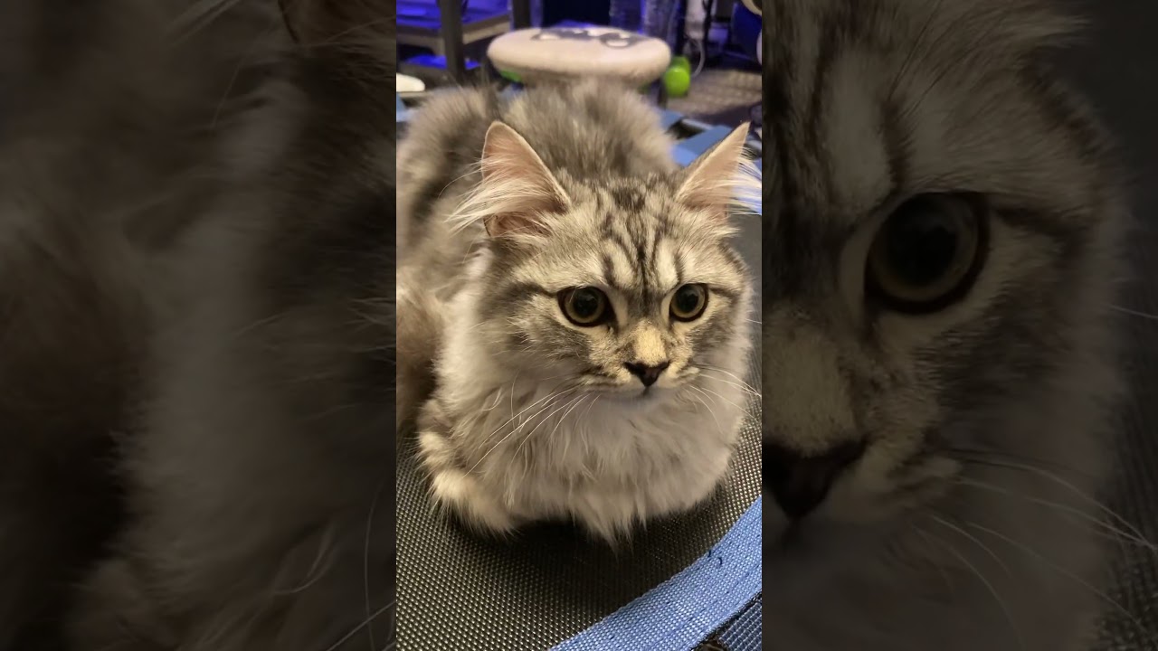 香箱座りかわいい #ラガマフィン #猫 #子猫 #ねこ #癒し