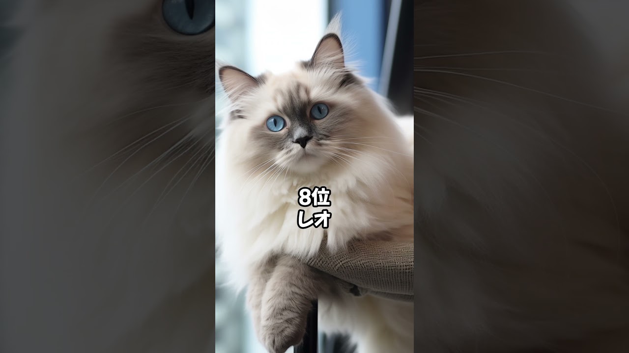【人気の猫】ラグドールに多い名前ベスト20 #shorts
