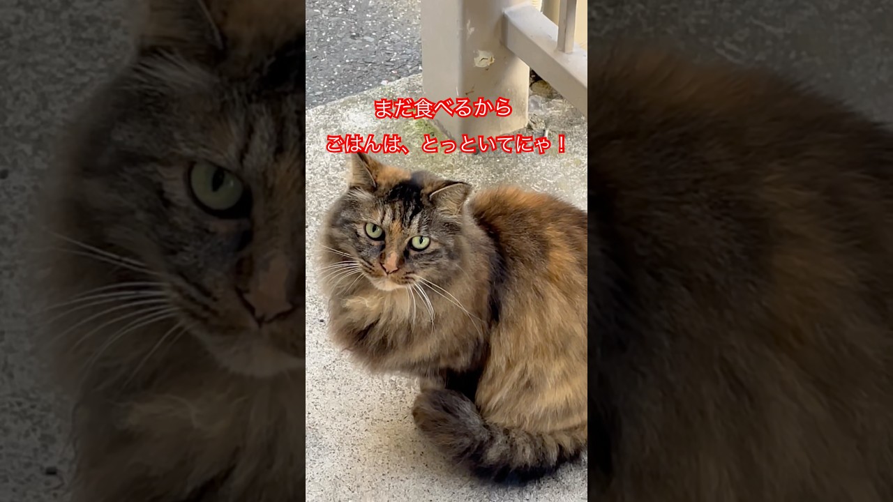 ゴージャスさんの朝ごはん🍚#cat#short#ねこ#日本猫#japan#猫のいる暮らし#野良猫#猫#猫動画#癒し#おすすめ#おもしろ#ショート#日本猫#ごはん#猫パンチ
