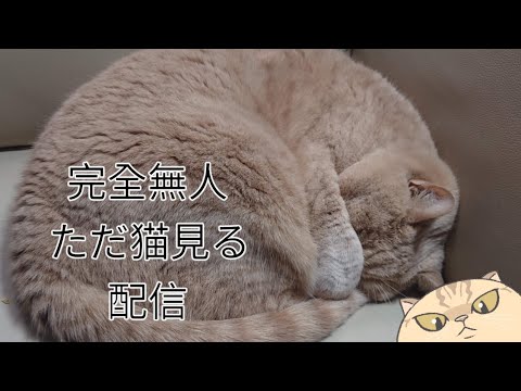 完全無人　ただ猫を見るだけライブ配信　