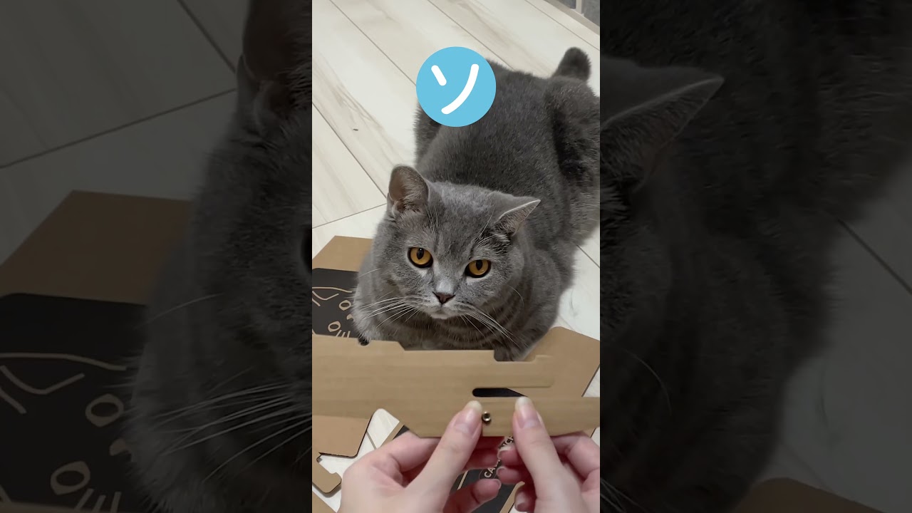 #cat #猫 #猫動画 #ねこ #猫あるある #可愛い猫 #ブリティッシュショートヘア #猫が好き