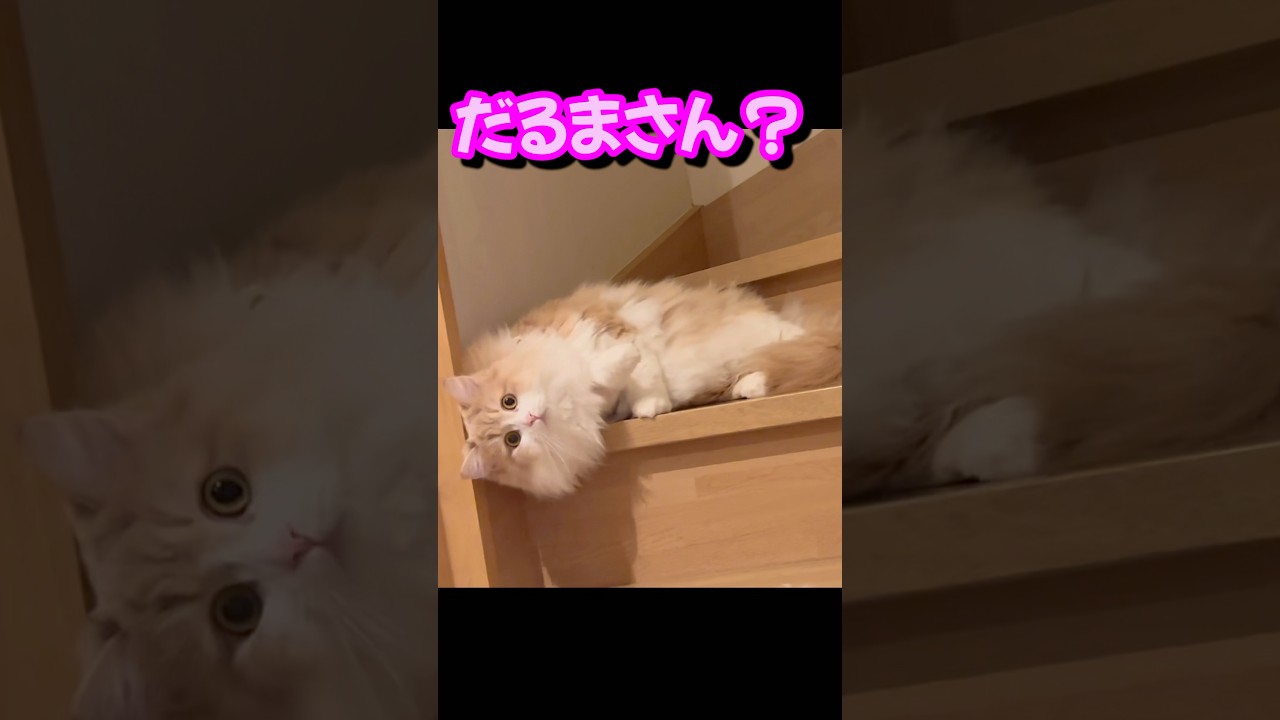 猫とだるまさんが転んだ　もふもふサイベリアン