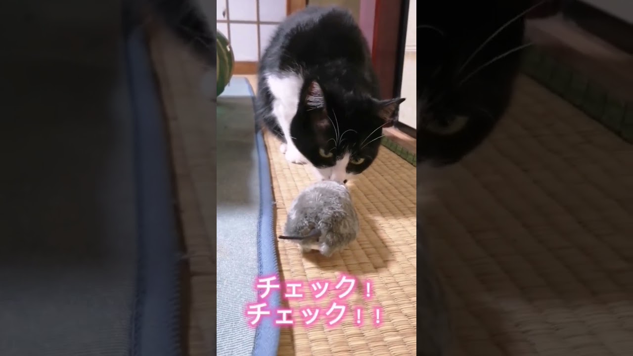 本物しか興味ないハチワレ猫さん#ハチワレ猫 #猫のいる暮らし #保護猫 #猫しっぽ #子猫可愛い