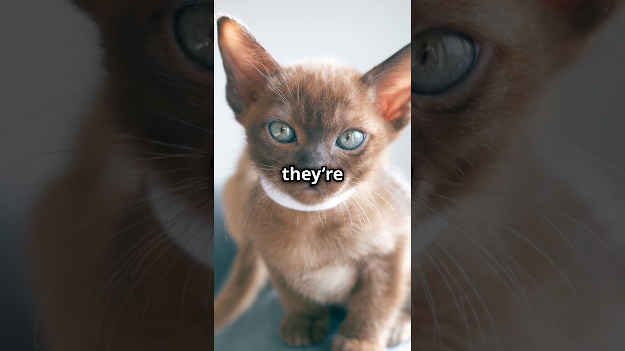 The World's Smartest Cats #facts #cat