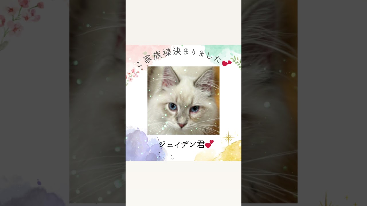ジェイデン君😻ご家族様決まりました💕他にもご家族募集中の#サイベリアン の#子猫 達が吉祥寺のロイヤルキャッツでお待ちしてます。#ペットショップ