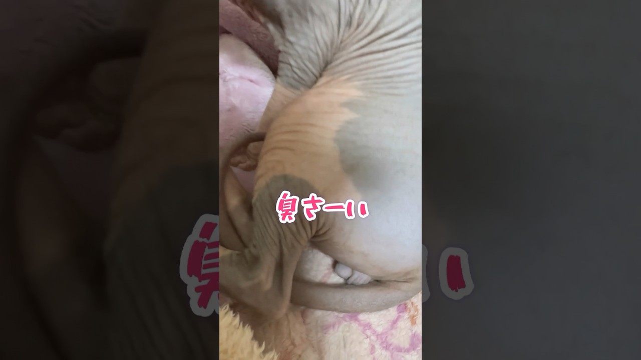 くさいか、くさくないかは、君たち次第‼️#shorts  #猫 #cat #Sphynx