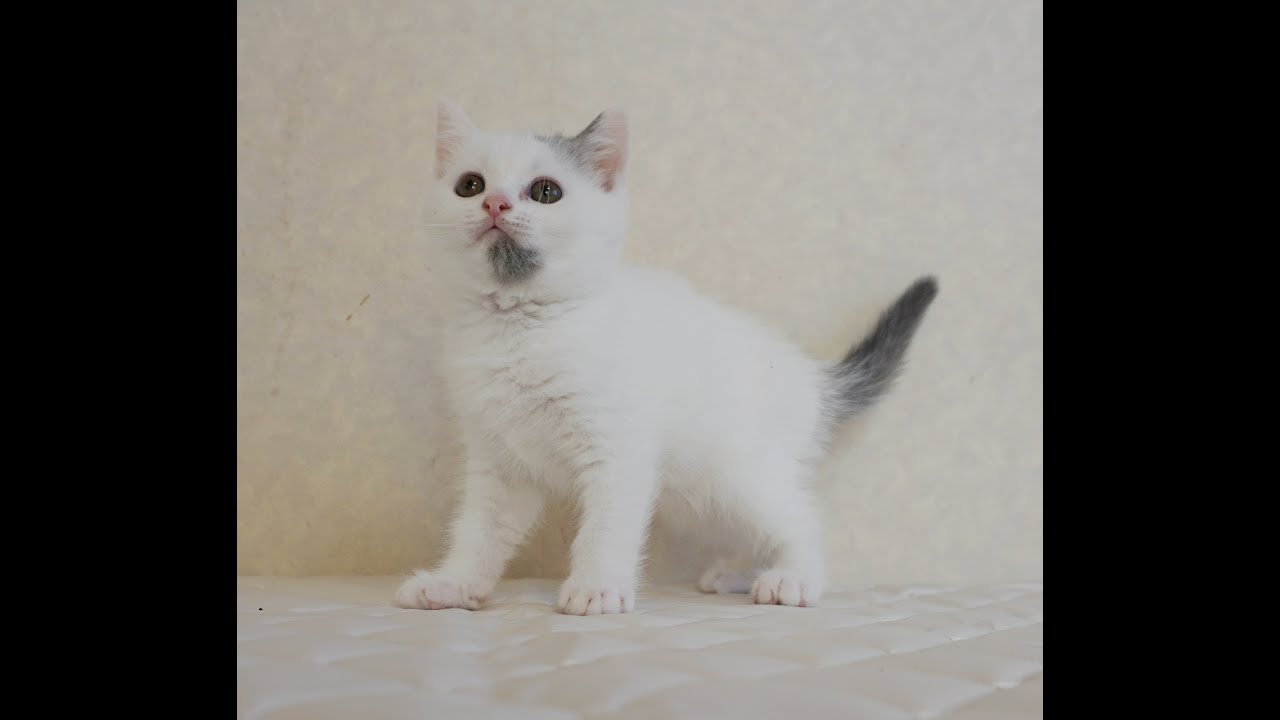 ブリティッシュショートヘアー子猫　British Shorthair　2024.9.22産まれ　ブルー&ホワイト　男の子　シーダキャット猫のお店